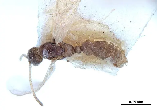 Hypoponera fiebrigi - MHNGENTO00094409