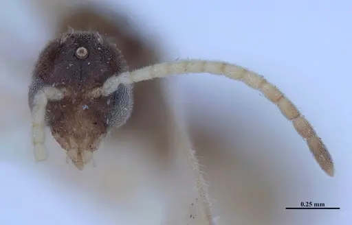 Hypoponera fiebrigi - MHNGENTO00094409