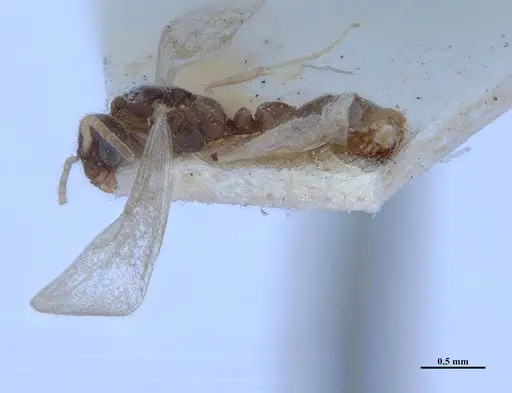 Hypoponera fiebrigi - MHNGENTO00094409