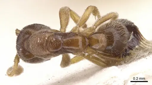 Hypoponera foeda specimen