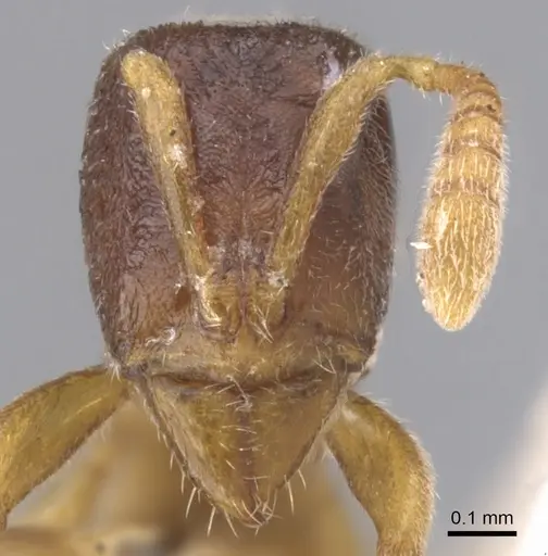 Hypoponera foeda specimen