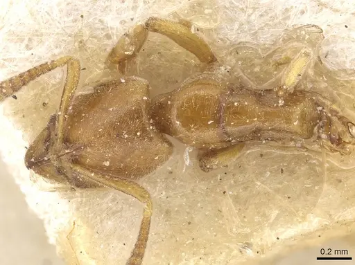 Hypoponera foeda - CASENT0915196