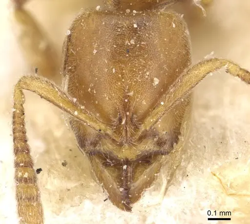 Hypoponera foeda - CASENT0915196