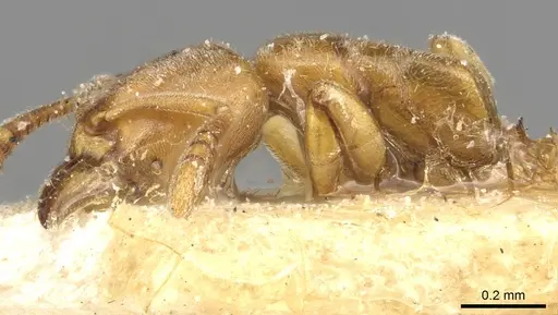 Hypoponera foeda - CASENT0915196