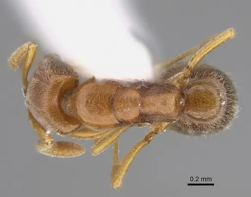 Hypoponera foeda - CASENT0923399