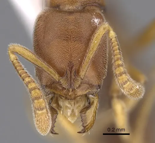 Hypoponera foeda - CASENT0923399