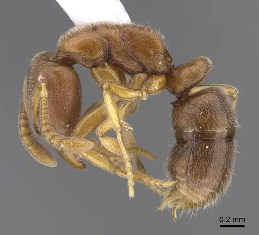 Hypoponera foeda - CASENT0923399