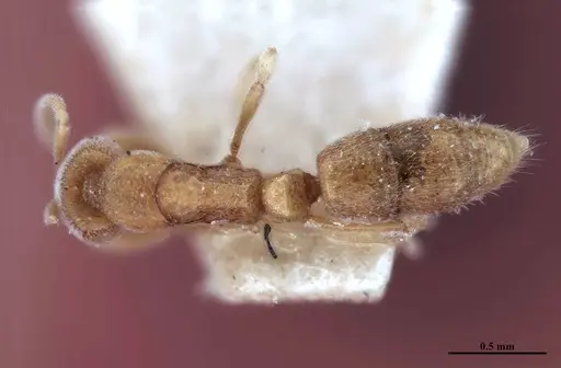 Hypoponera foeda - MHNGENTO00094395