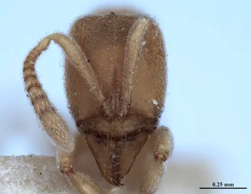 Hypoponera foeda - MHNGENTO00094395