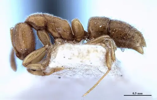 Hypoponera foeda - MHNGENTO00094395