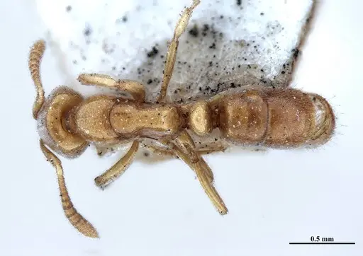 Hypoponera foeda - MHNGENTO00094401