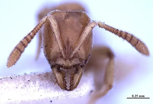 Hypoponera foeda - MHNGENTO00094401