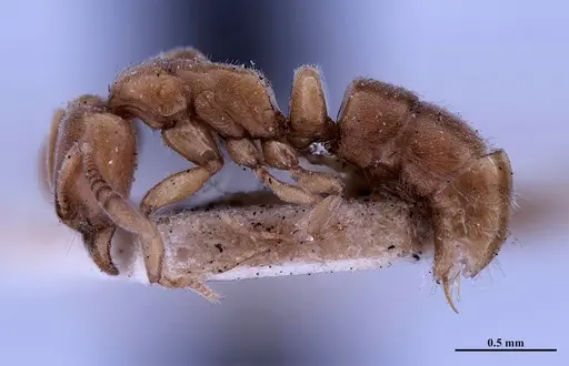 Hypoponera foeda - MHNGENTO00094401