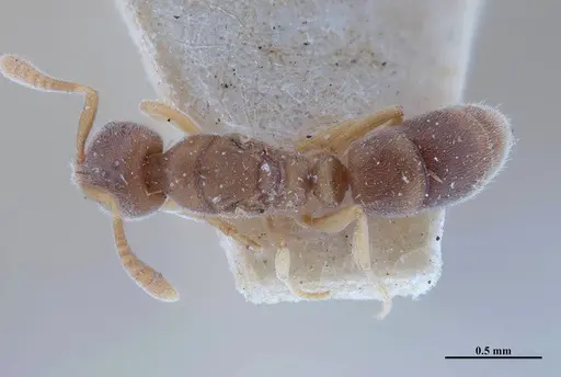 Hypoponera foeda - MHNGENTO00094407