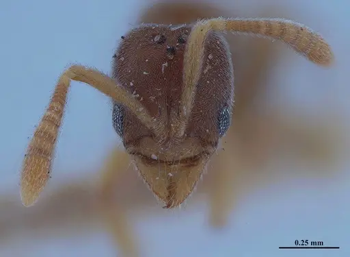 Hypoponera foeda - MHNGENTO00094407