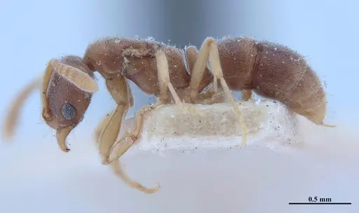 Hypoponera foeda - MHNGENTO00094407