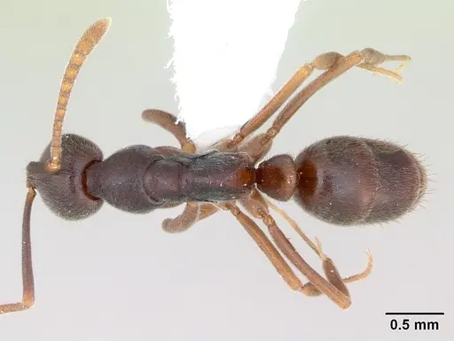 Hypoponera foreli specimen