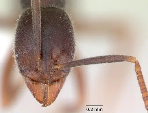 Hypoponera foreli specimen