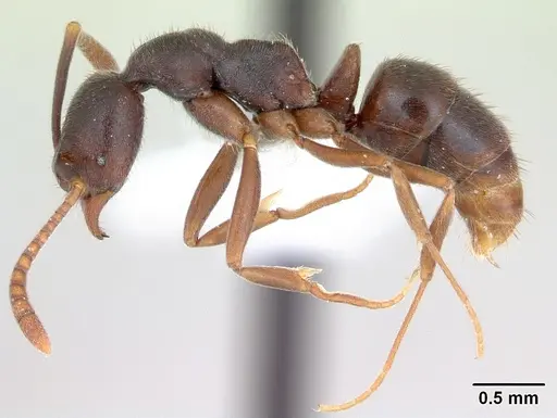 Hypoponera foreli specimen