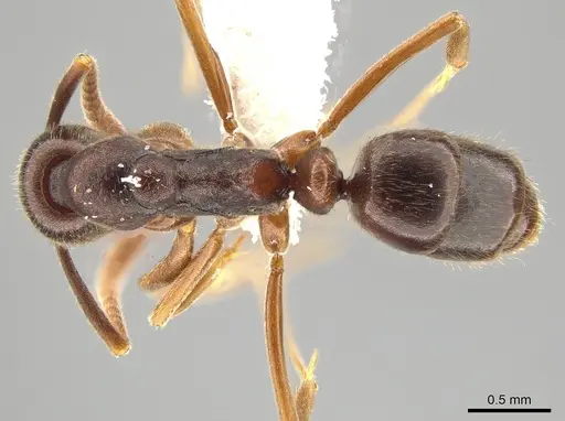 Hypoponera foreli - CASENT0650635