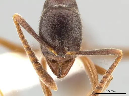 Hypoponera foreli - CASENT0650635