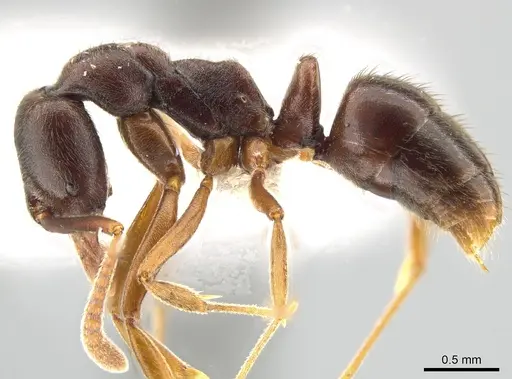 Hypoponera foreli - CASENT0650635