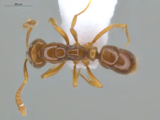 Hypoponera foreli - ECOFOG-CRL20-0012-07