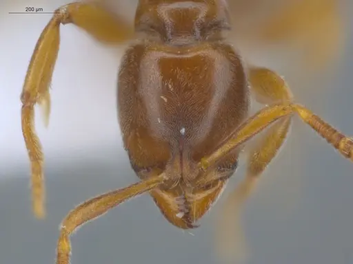 Hypoponera foreli - ECOFOG-CRL20-0012-07