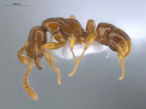 Hypoponera foreli - ECOFOG-CRL20-0012-07