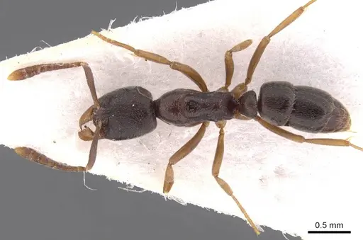 Hypoponera gibbinota specimen