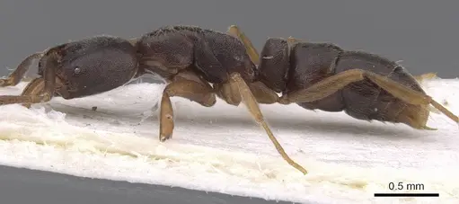 Hypoponera gibbinota specimen