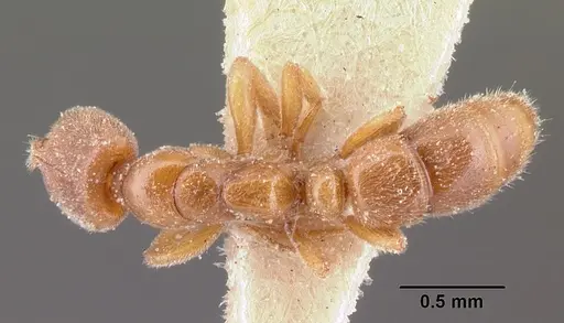 Hypoponera grandidieri specimen