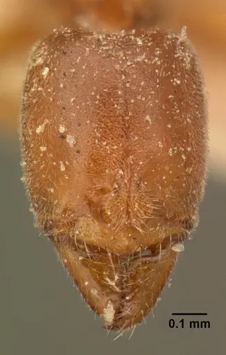 Hypoponera grandidieri specimen