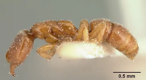 Hypoponera grandidieri specimen