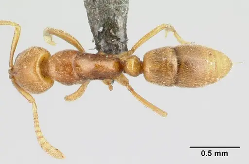 Hypoponera hawkesi specimen