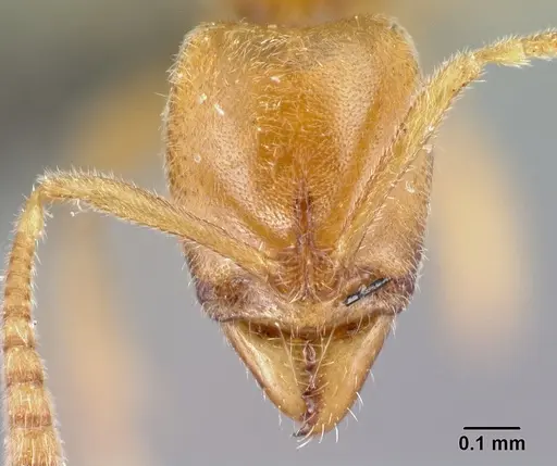 Hypoponera hawkesi specimen