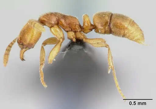 Hypoponera hawkesi specimen