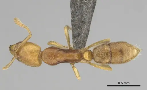 Hypoponera hawkesi - CASENT0250672