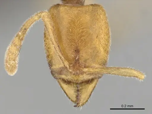 Hypoponera hawkesi - CASENT0250672