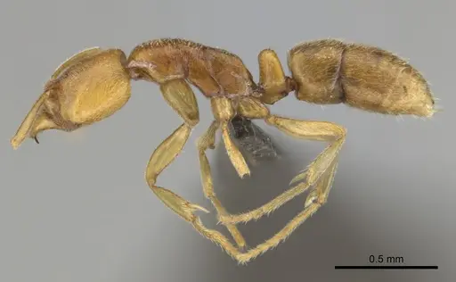 Hypoponera hawkesi - CASENT0250672