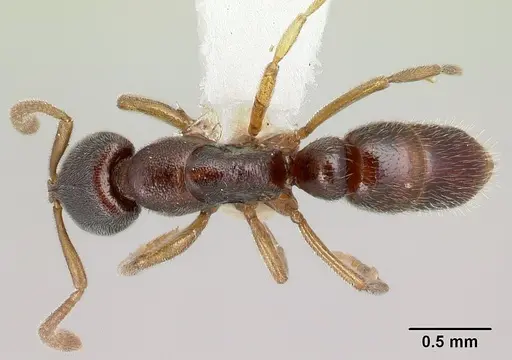 Hypoponera hebes specimen