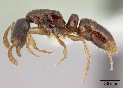 Hypoponera hebes specimen