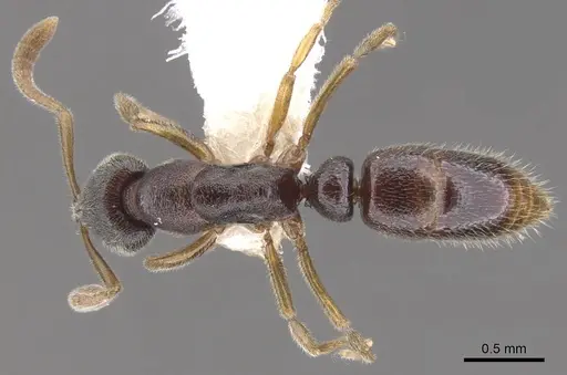 Hypoponera hebes - CASENT0902554