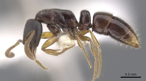 Hypoponera hebes - CASENT0902554