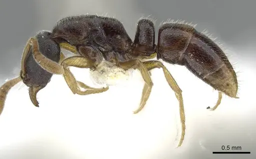 Hypoponera hebes - CASENT0911174