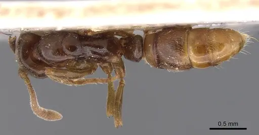 Hypoponera herbertonensis specimen