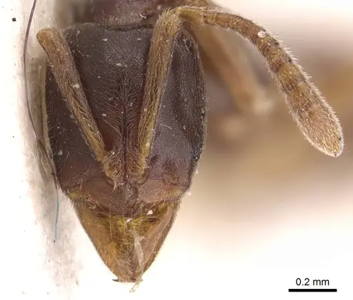 Hypoponera herbertonensis specimen