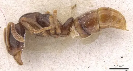 Hypoponera herbertonensis specimen