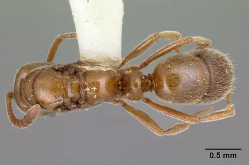 Hypoponera ignavia specimen