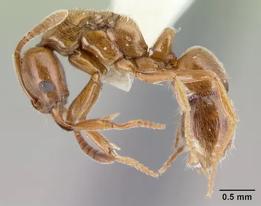 Hypoponera ignavia specimen